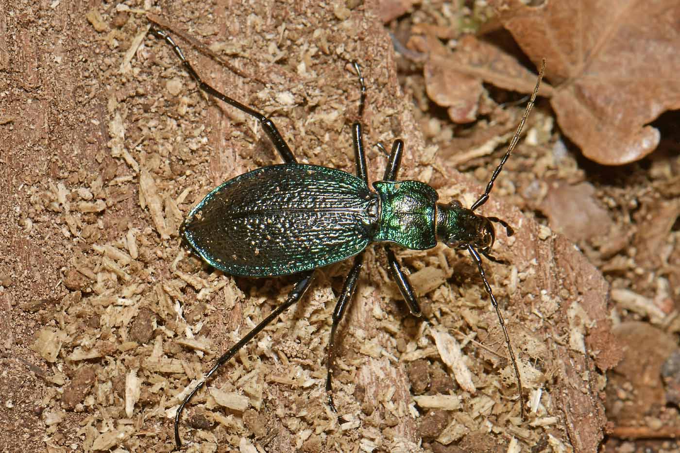 Carabidae: Carabus intricatus? S.